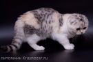 cat-detailed-small-slider
