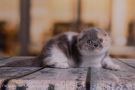 cat-detailed-small-slider
