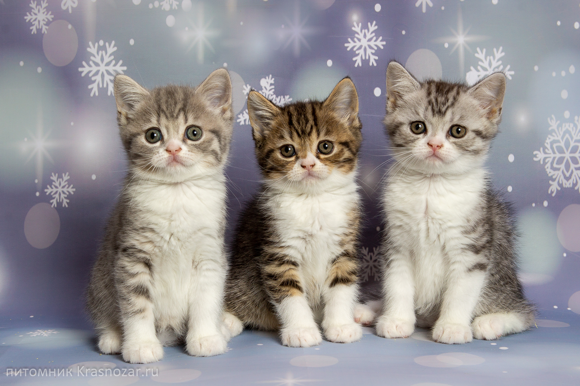 Купить новую кошку. Новогодние котята. Котята новый год. Три котенка. Три кошки.