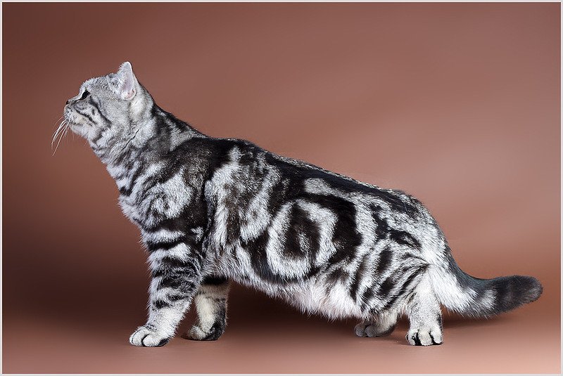 Мраморный окрас шотландских кошек фото и описание