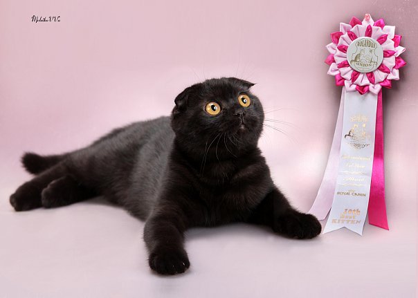 Окрасы шотландской вислоухой кошки, фото и коды