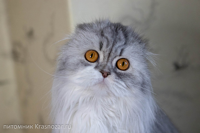 Krasnozar Zhenechka (на пенсии)