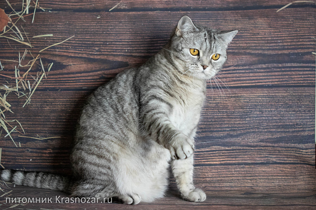 Krasnozar Alaska (на пенсии)