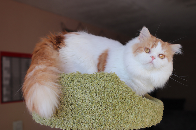 Krasnozar Vladimir Krasno Solnyshko