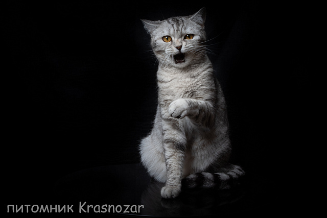 Krasnozar Alaska (на пенсии)