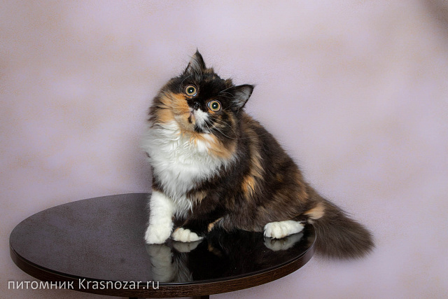 Krasnozar Fiona (на пенсии)
