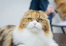 Выставка TOPCAT: Москва 20-21 декабря 2025