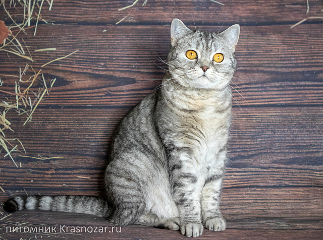 Krasnozar Alaska (на пенсии)