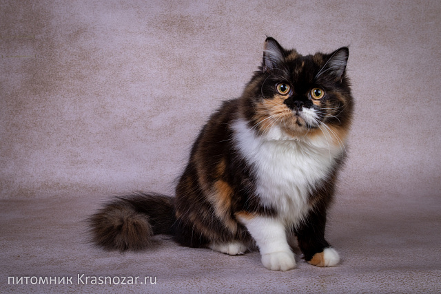 Krasnozar Fiona (на пенсии)