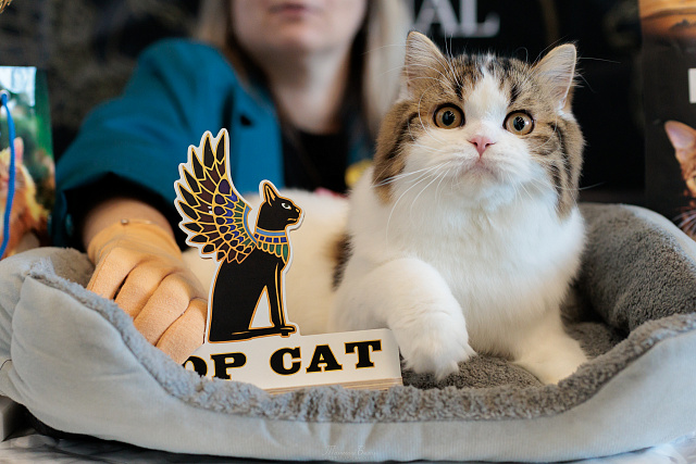 Выставка TOPCAT "ЗООМИР на Нижегородской Ярмарке": Нижний Новгород, 03-04 октября 2026