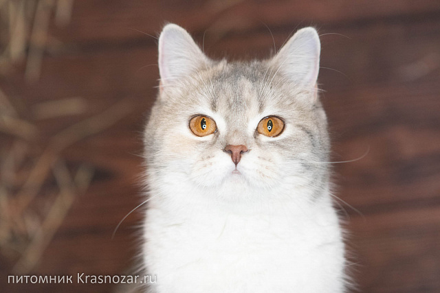 Krasnozar Metelitcha (на пенсии)