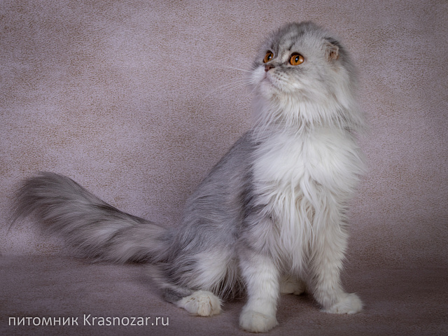 Krasnozar Zhenechka (на пенсии)