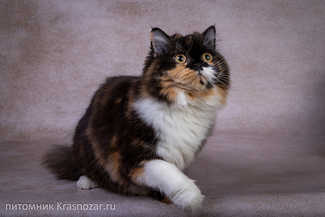 Krasnozar Fiona (на пенсии)