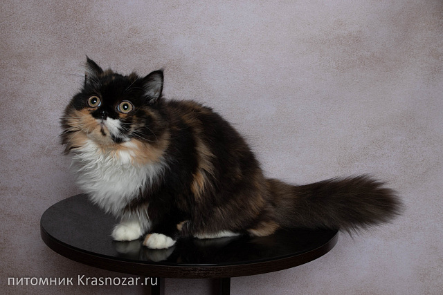 Krasnozar Fiona (на пенсии)