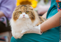 Выставка TOPCAT: Москва 29 июня 2025