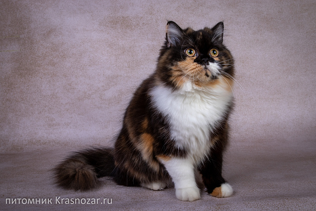 Krasnozar Fiona (на пенсии)