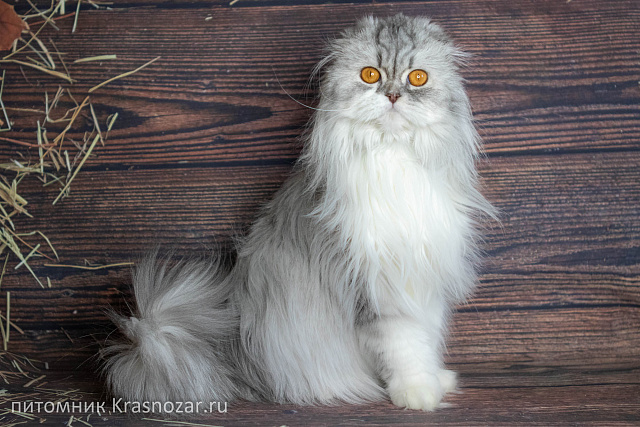 Krasnozar Zhenechka (на пенсии)